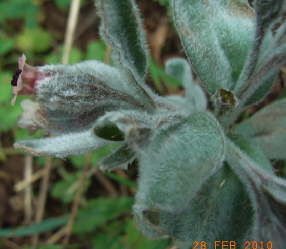 Cynoglossum cheirifolium